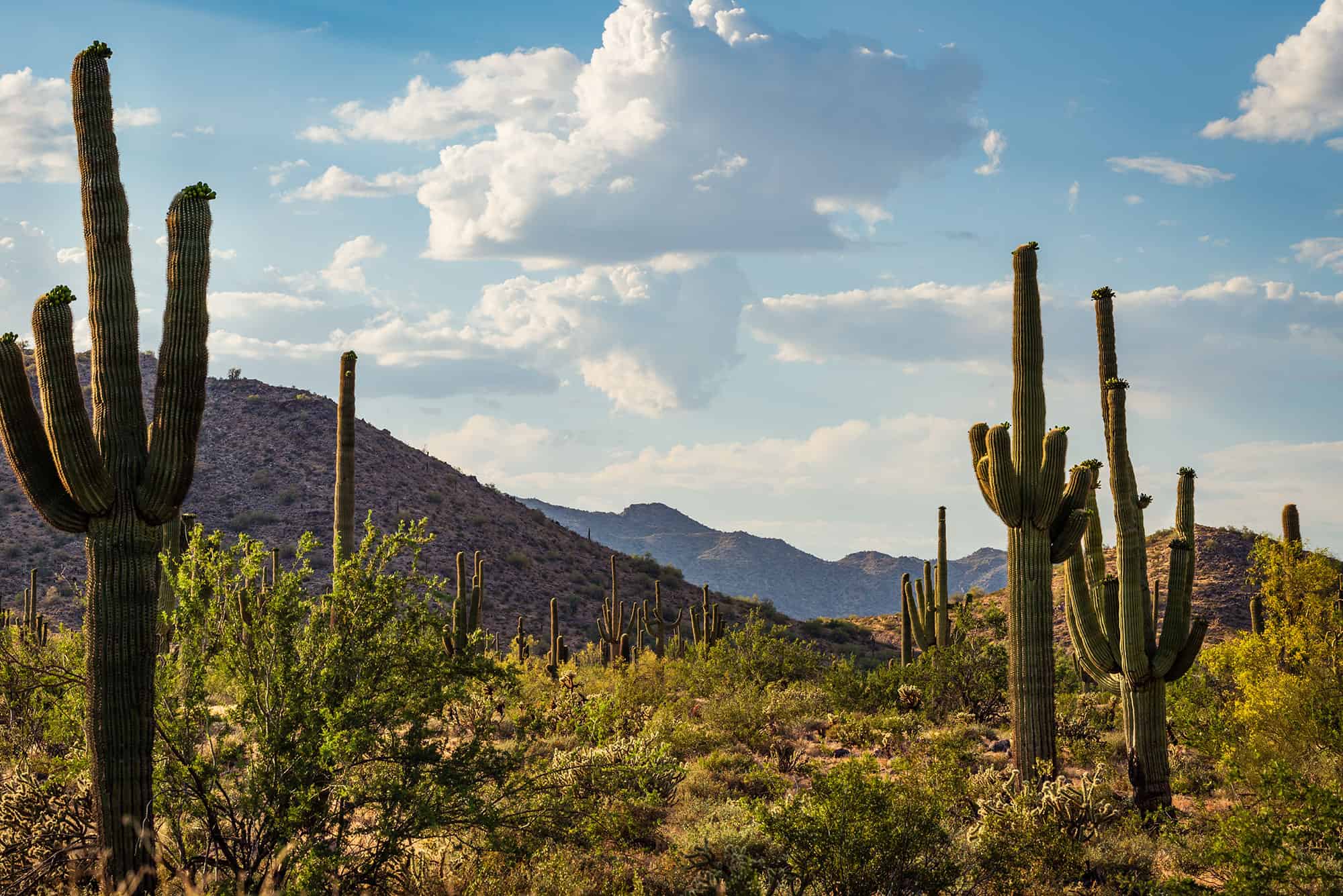 A desert landscape with cacti and distant hills